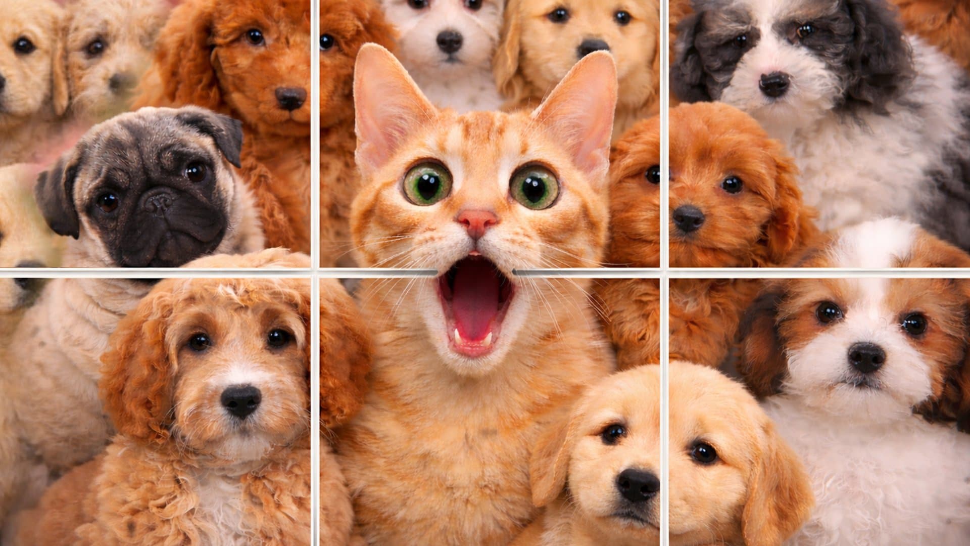 Play Jigpic Solitaire - Free Online Puzzle